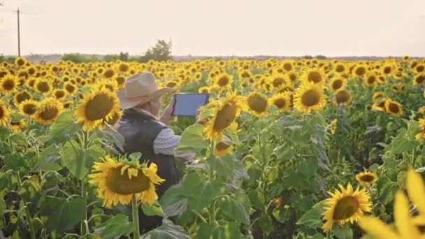 Agricoltore Anziano Fotografa Girasoli Semi Girasole Una Tavoletta Analisi Uomo — Video Stock