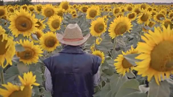 Ένας Ηλικιωμένος Αγρότης Φωτογραφίζει Ηλιοτρόπια Και Ηλιόσπορους Ένα Δισκίο Για — Αρχείο Βίντεο