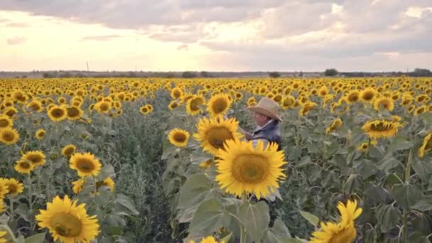Старший Фермер Фотографує Соняшники Насіння Соняшнику Планшеті Аналізу Бізнесмен Планшетом — стокове відео