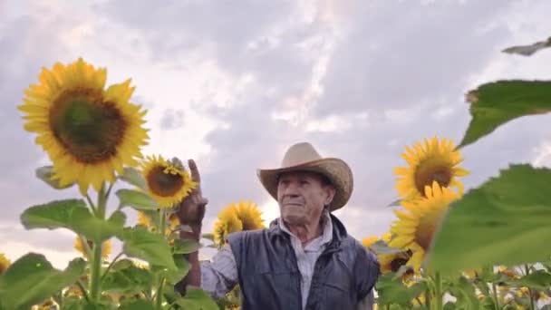 Senior Farmer Photographs Sunflowers Sunflower Seeds Tablet Analysis Businessman Tablet — Stock Video