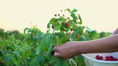 Gün batımında bir çalılıktan nazikçe ahududu koparan, çiftlikte ahududu toplayan, ahududu toplayan bir kadının yakın çekimi.