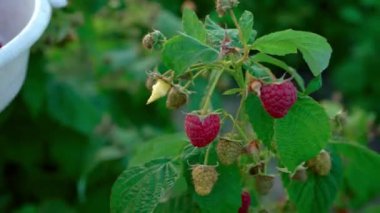 Gün batımında bir çalılıktan nazikçe ahududu koparan, çiftlikte ahududu toplayan, ahududu toplayan bir kadının yakın çekimi.