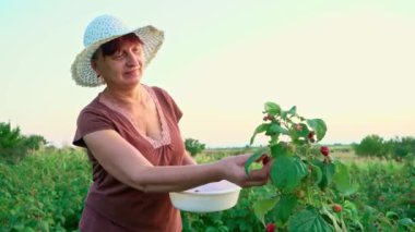 Beyaz pantolonlu, kahverengi tişörtlü ve beyaz şapkalı yaşlı bir kadın çalılıklardan ahududu böğürtlenlerini koparıp beyaz bir kaseye koyar. Hasat toplayıcısı ahududu çalıları arasında yürür,