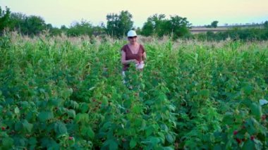 Beyaz pantolonlu, kahverengi tişörtlü ve beyaz şapkalı yaşlı bir kadın çalılıklardan ahududu böğürtlenlerini koparıp beyaz bir kaseye koyar. Hasat toplayıcısı ahududu çalıları arasında yürür,