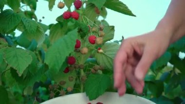 Gün batımında bir çalılıktan nazikçe ahududu koparan, çiftlikte ahududu toplayan, ahududu toplayan bir kadının yakın çekimi.