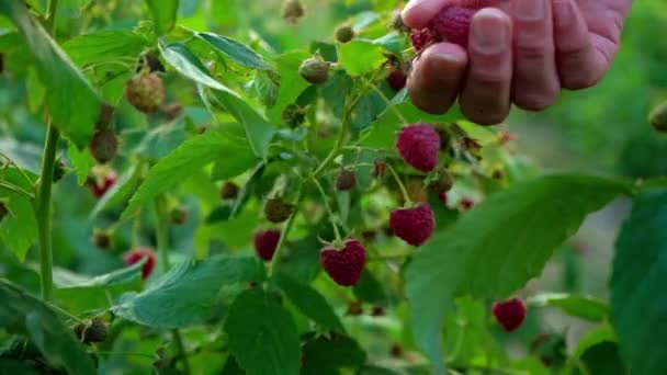 Gros Plan Une Main Féminine Qui Arrache Doucement Une Framboise — Video