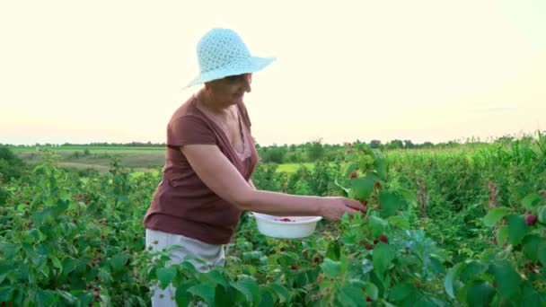 Elderly Woman White Trousers Brown Shirt White Hat Rips Raspberry — Stock Video