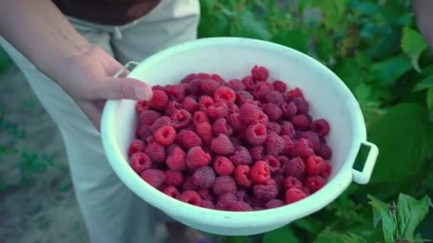 바지를 나이든 티셔츠와 모자를 덤불에서 라즈베리 열매를 그릇에 수확하는 사람은 — 비디오