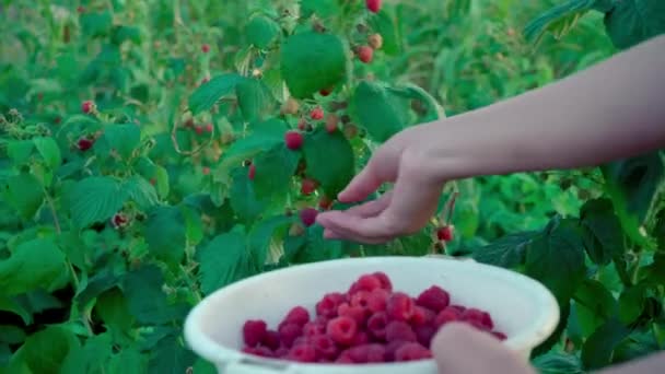 Close Female Hand Gently Snaps Ripe Raspberry Bush Sunset Background — Stock Video