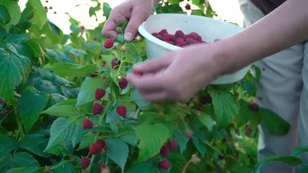 日没の背景の茂みから熟したラズベリーを優しくスナップし プランテーションでラズベリーを収穫する女性の手のクローズアップ ラズベリーピッカー — ストック動画