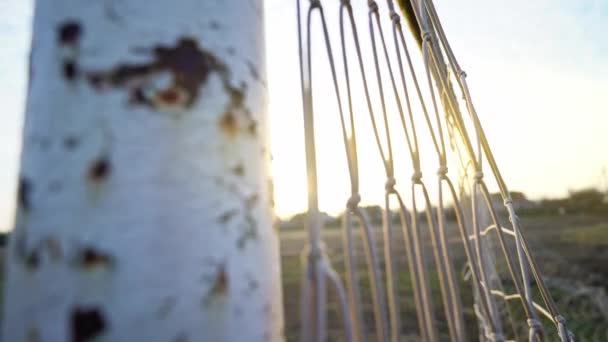 Bir Futbol Kalesine Yakın Çekim Parlak Güneş Ağların Arasından Parlıyor — Stok video