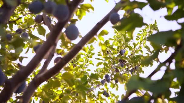 Die Ernte Der Pflaumen Zweige Mit Reifen Pflaumen Saftige Pflaumen — Stockvideo