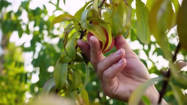 手拿起成熟的桃 桃子挂在果园的树枝上 男园丁在树上采摘桃子 水果采摘季节 健康食品 有机产品 — 图库视频影像
