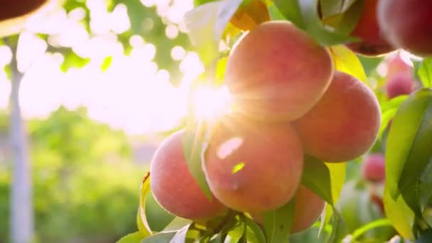 Big Juicy Peaches Tree Fruits Ripen Sun Peach Hanging Branch — Stock Video