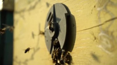 Eski arı bal petekleri yakın plan. Arı kovanlarının arka planında solmuş boş arı kovanları. Bal koleksiyonu. Doğal ürün. Organik yiyecekler.