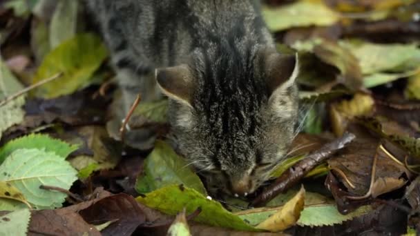 灰色の猫は公園の地面に葉の後ろに隠された何かを食べる プレデターと獲物 ネコの糞だ 空腹のペットは食べる — ストック動画