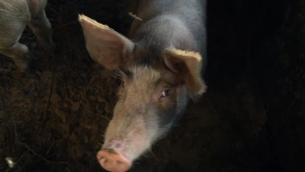 金属栅栏后面的小猪看着摄像机 农场里的小猪在咕哝着期待食物 笼子里的动物枪口猪特写 — 图库视频影像