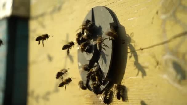 Viejos Panales Abejas Cerca Colmenas Abejas Vacías Marchitas Fondo Las — Vídeos de Stock