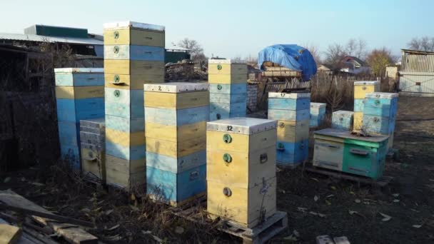 古い蜂のミツバチのクローズアップ 蜂の巣の背景に空の蜂のハニカムを枯らしました 蜂蜜のコレクション 天然物 有機食品 — ストック動画