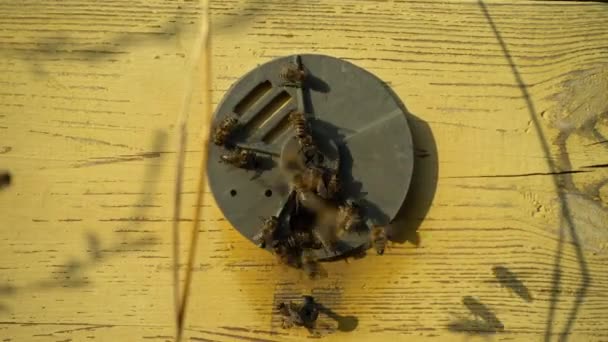 Alte Bienenwaben Aus Nächster Nähe Verwelkte Leere Bienenwaben Auf Dem — Stockvideo