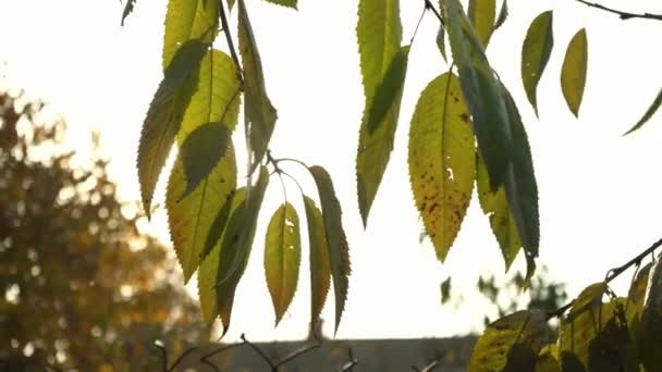 阳光照射在绿叶上 树叶在风中摇曳 绿叶的颜色随着季节变化而变化 阳光穿过树枝 太阳在森林里升起 早上在公园里 — 图库视频影像