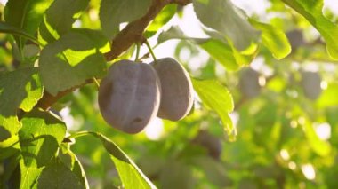 Olgun erikler güneş ışığının altında bir dalda. Taze erikler erik ağacından elle toplanır. Kadın çiftlikteki ağaçlardan meyve topluyor. Güneşli bir gün. Yaz sezonu. Erikler toplanıyor..