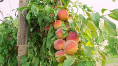 Büyük bir şeftali mahsulü. Bir dalda asılı bir sürü şeftali meyvesi. Ağacın üzerinde büyük sulu şeftaliler. Şeftali, meyve bahçesindeki bir dala asılı. Meyve toplama mevsimi. Şeftali meyvesi. Sağlıklı yiyecekler. Organik ürün.