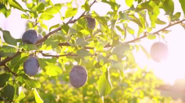 Erik hasadı. Olgunlaşmış erikli dallar. Güneşte sulu erikler. Taze erikler. Meyve toplama mevsimi. Meyve ağacı. Doğal ürün. Sağlıklı yemek..