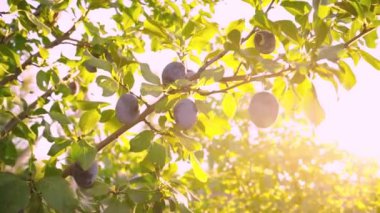 Olgun erikler güneş ışığının altında bir dalda. Taze erikler erik ağacından elle toplanır. Kadın çiftlikteki ağaçlardan meyve topluyor. Güneşli bir gün. Yaz sezonu. Erikler toplanıyor..