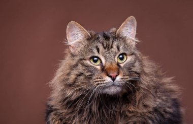 Güzel maine coon cins kedi kahverengi zemin üzerine
