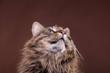 Maine coon cins kedi kahverengi zemin üzerine