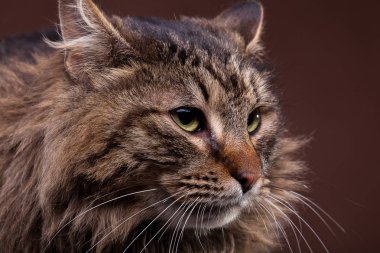 Büyük maine coon cins kedi fotoğrafını ekrana kapatın