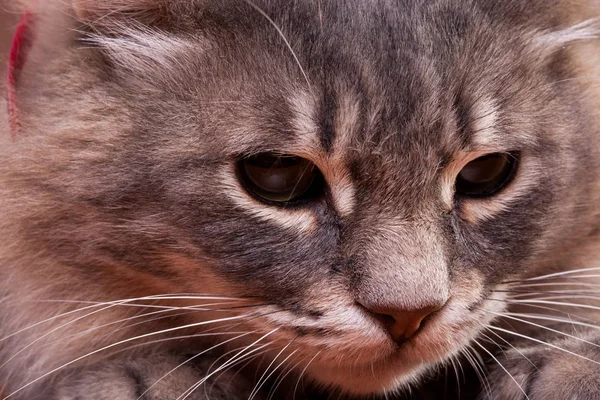 Aranyos macska közelről fotó — Stock Fotó