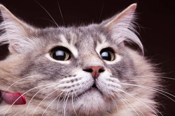 Närbild foto av en katt — Stockfoto