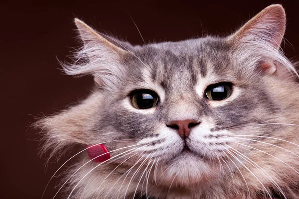 Grumpy cat i närbild foto — Stockfoto