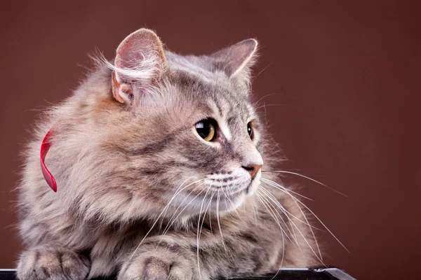 Rädd katt på brun bakgrund — Stockfoto