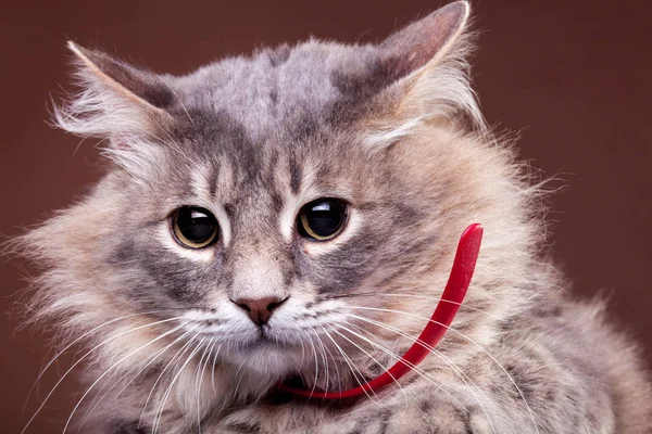 Rädd katt på brun bakgrund — Stockfoto