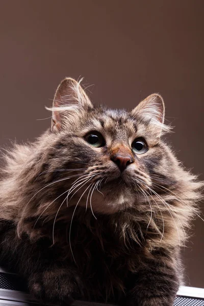 Underbara maine coon i studio foto — Stockfoto