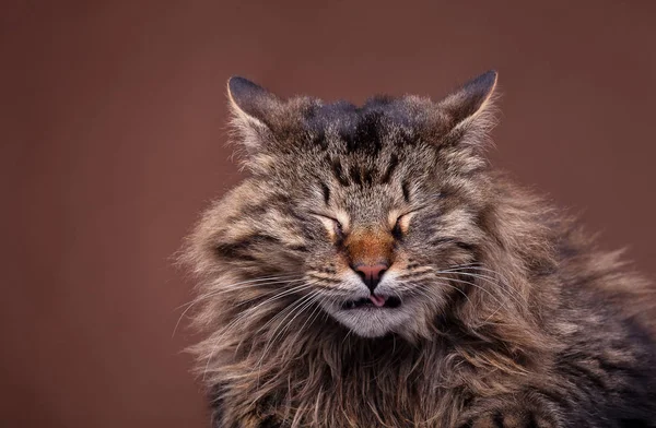 Sneezing maine coon breed cat Stock Image