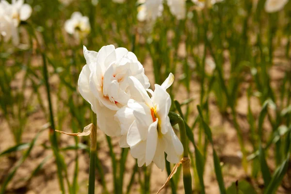 Flores bonitas no campo — Fotografia de Stock