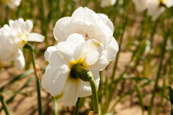 Flores bonitas no campo — Fotografia de Stock