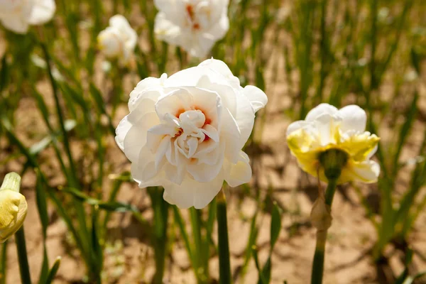 Vackra blommor i fältet — Stockfoto