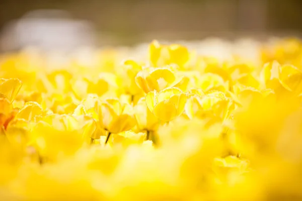 Yellow flowers in the field — Stock Photo, Image