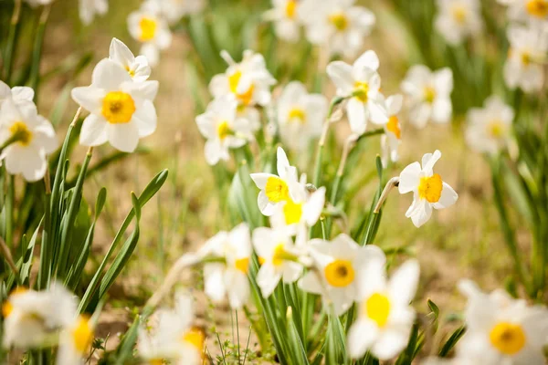 Vackra vita blommor i fältet — Stockfoto