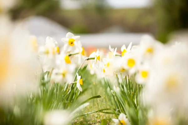 Vackra vita blommor i fältet — Stockfoto