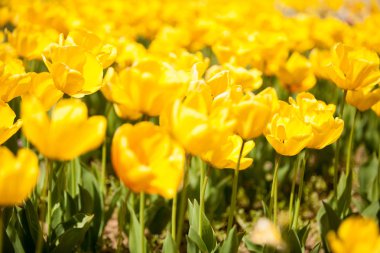 Tarlada Gorgoeus sarı çiçekler