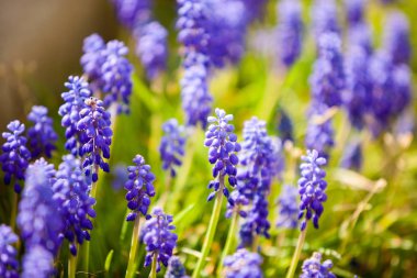 Güzel mavi çiçekler tarlada