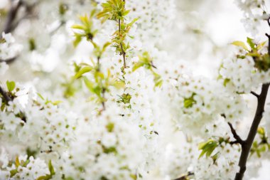 Ağaç çiçek çiçek