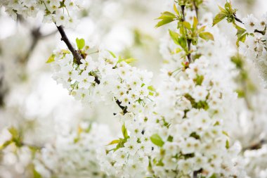 Ağaç çiçek çiçek