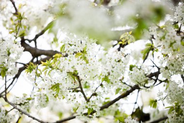 Muhteşem ağaç çiçek çiçek